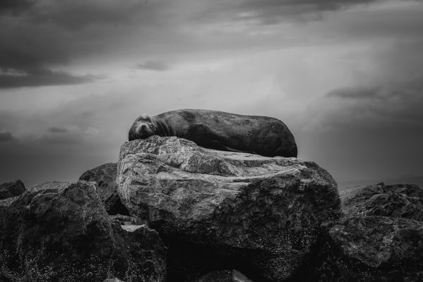 California Sea Lion thumbnail