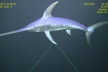 A swordfish photographed underwater southwest of Tampa, Florida. 