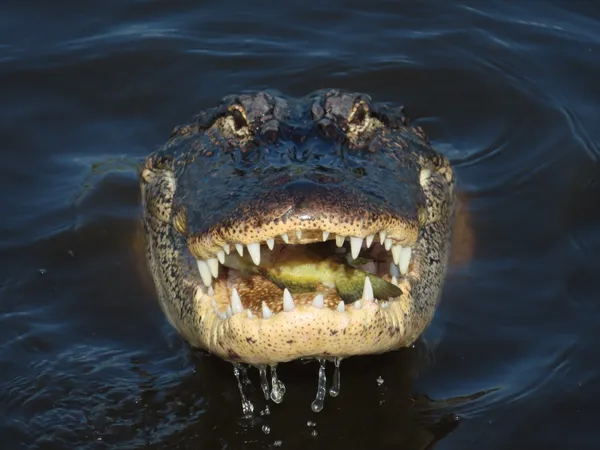 Feast of Fish thumbnail