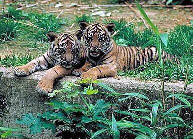 "Tigers living in a healthy jungle, Seidensticker concludes, don't have to eat people."