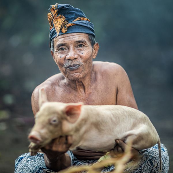 Pig seller thumbnail