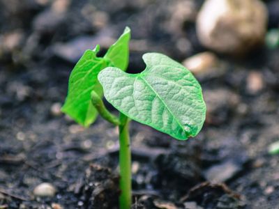 Growth potential: there’s a reason that phosphorus is included in fertilizers.