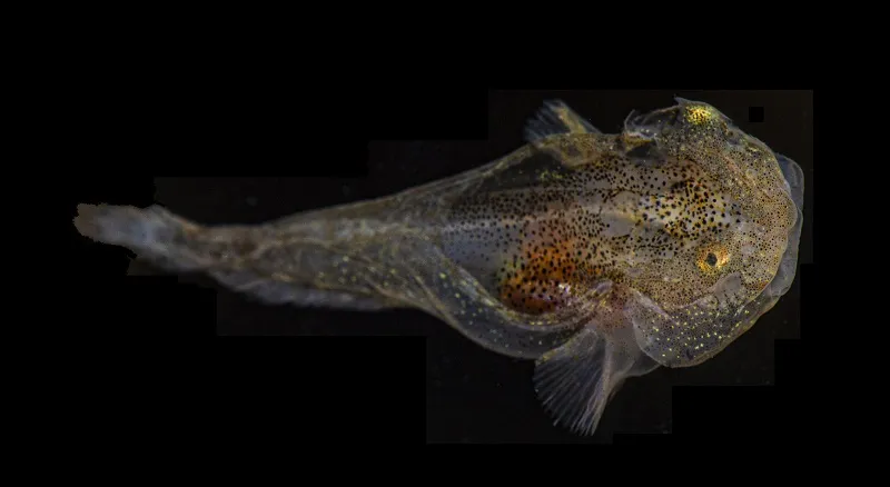 A spotted, blob-like snailfish on a black background
