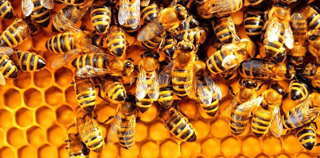 Bees