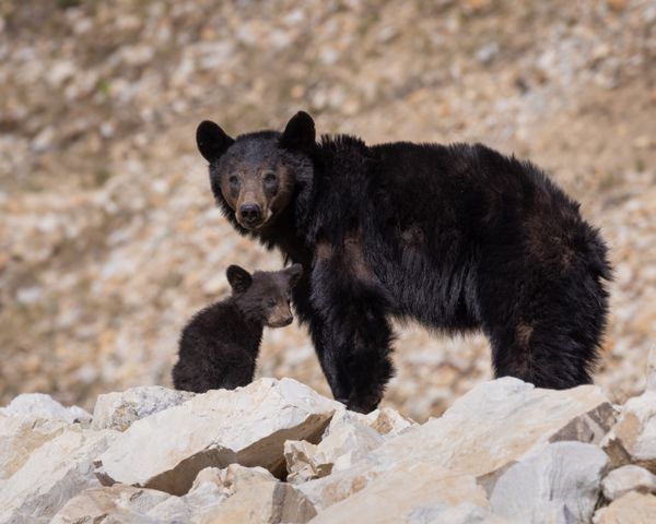 Momma and Cub on the Rocks thumbnail