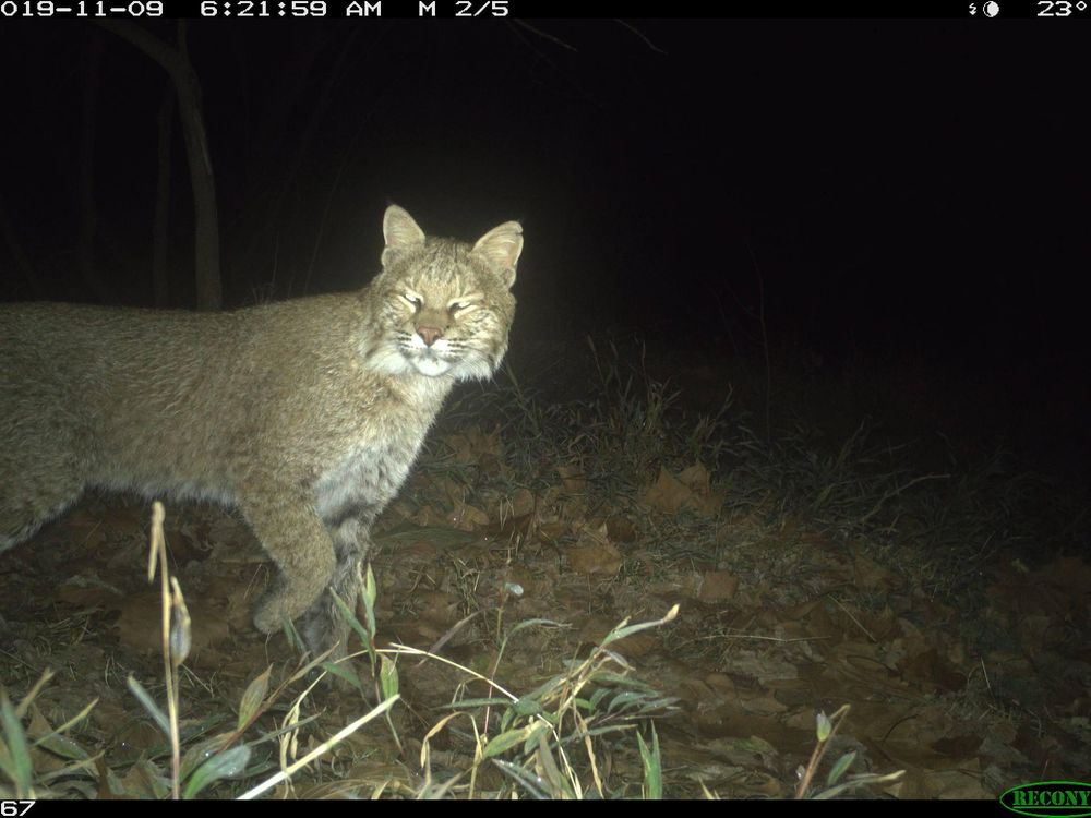 DC Bobcat