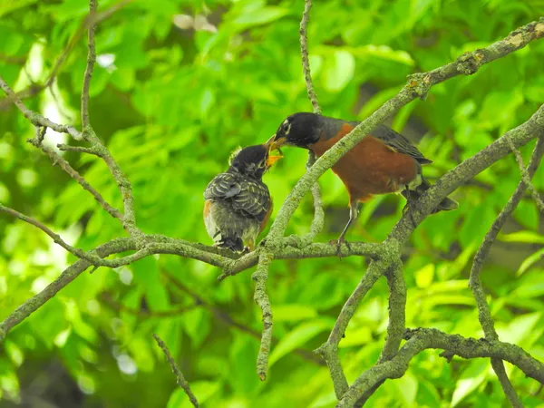 Mother robin feeding her fledgling thumbnail