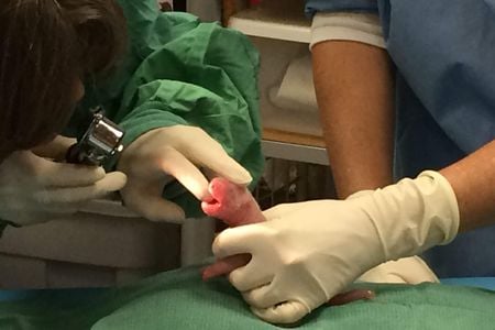 Making a historic record—only the third time in the United States—Mei Xiang delivers twins. 
