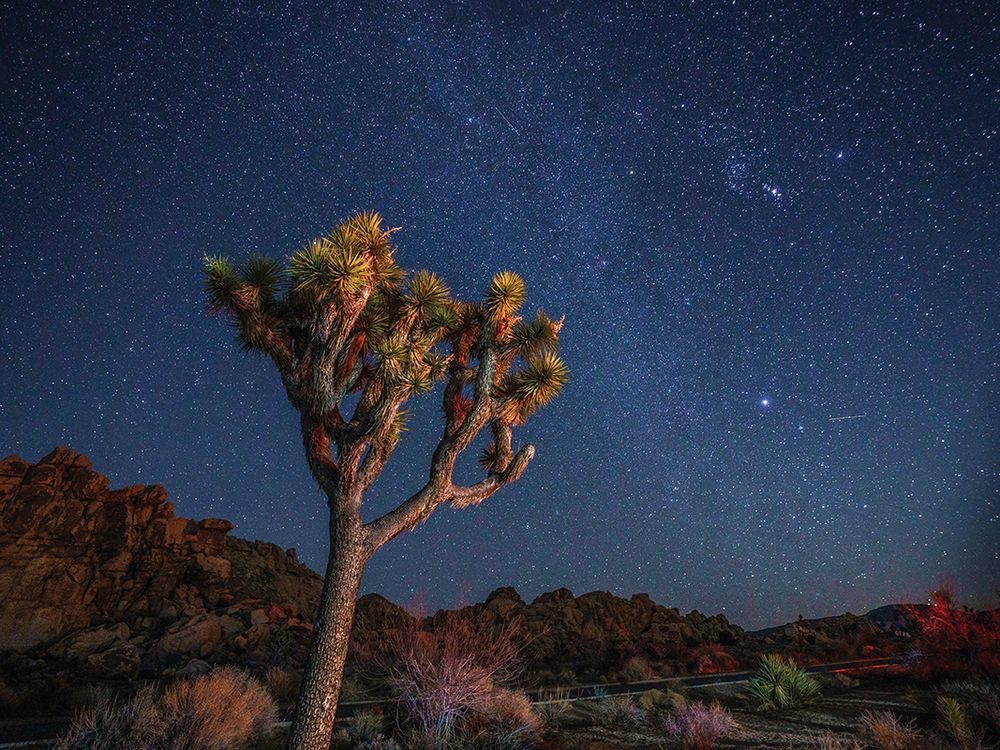 A starlit night at Joshua Tree National Park.