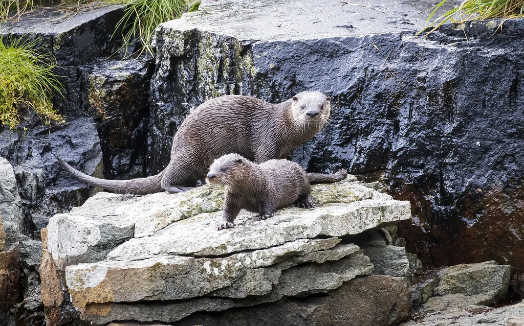 two otters stand on rocks