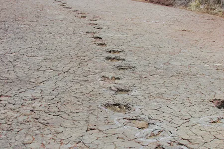 A track of dinosaur footprints preserved in floodplain deposits in Brazil. The tracks date to around 120 million years ago.