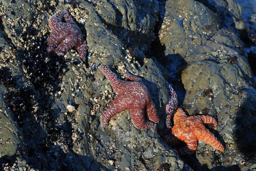 sea star