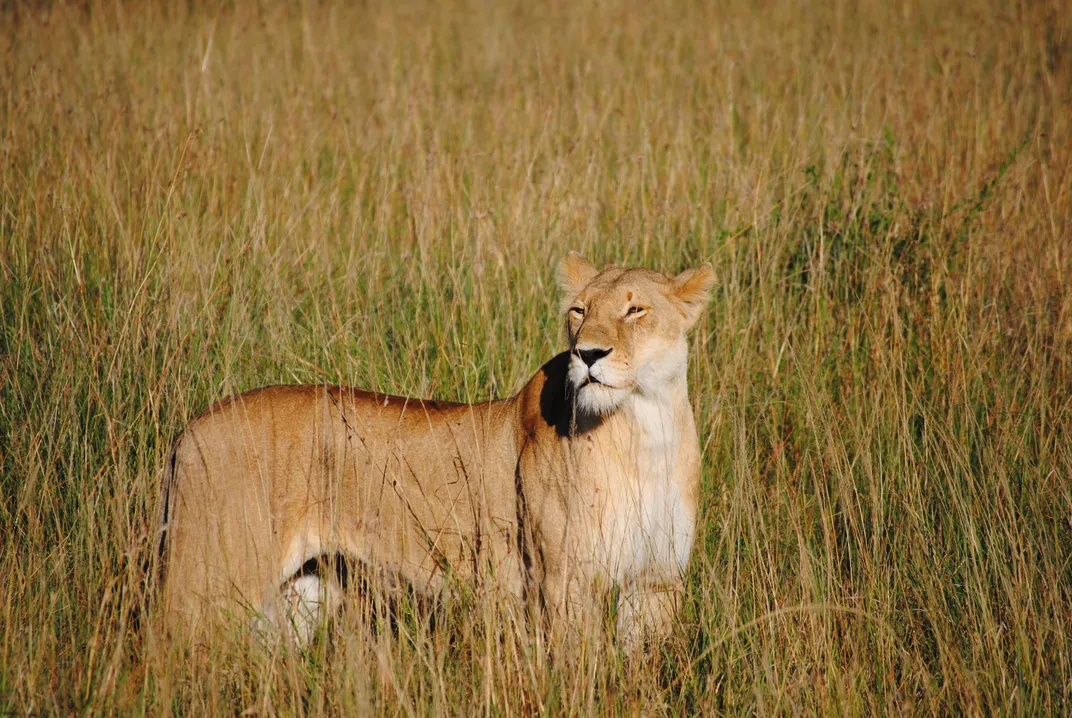 a lioness stands tall in the grass