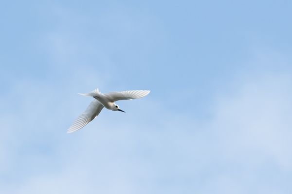Blue-billed White Tern thumbnail