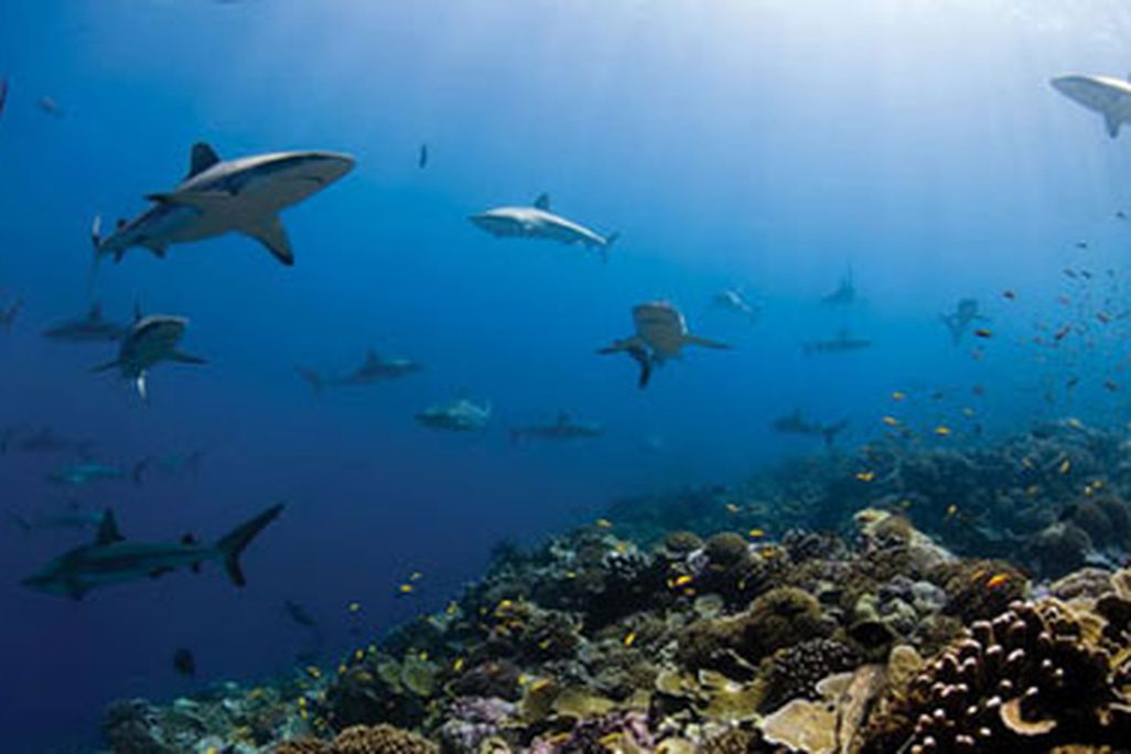 On Wednesday, June 8, at 6:30, meet ocean explorer Enric Sala at the Natural Museum.