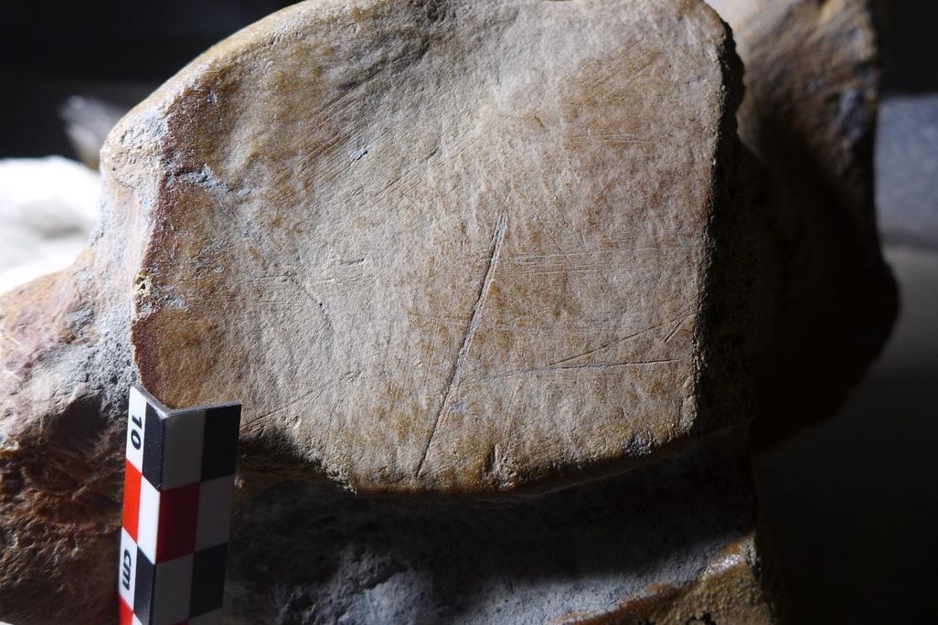 Close-up of cut mark on animal bone