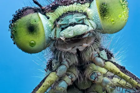 A damselfly covered with drops of dew sits on a leaf in this close-up photo.