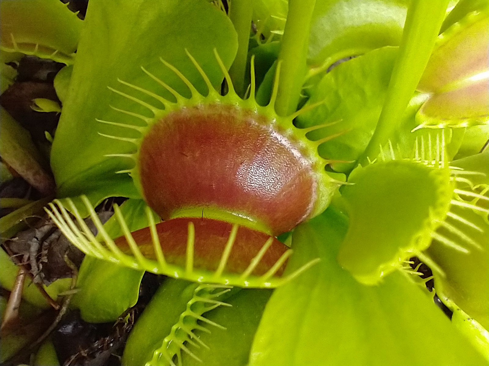 Venus Flytraps Snap Their Traps Shut in Less Than a Second. Scientists Say They've Discovered How the Predatory Plants Are So Fast
