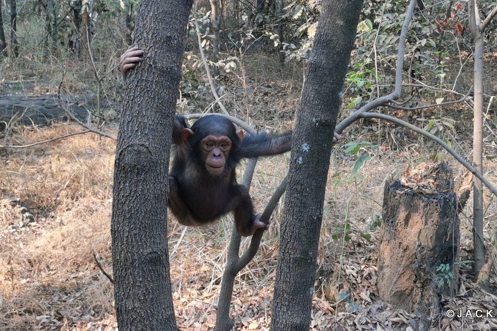 A chimpanzee in a tree