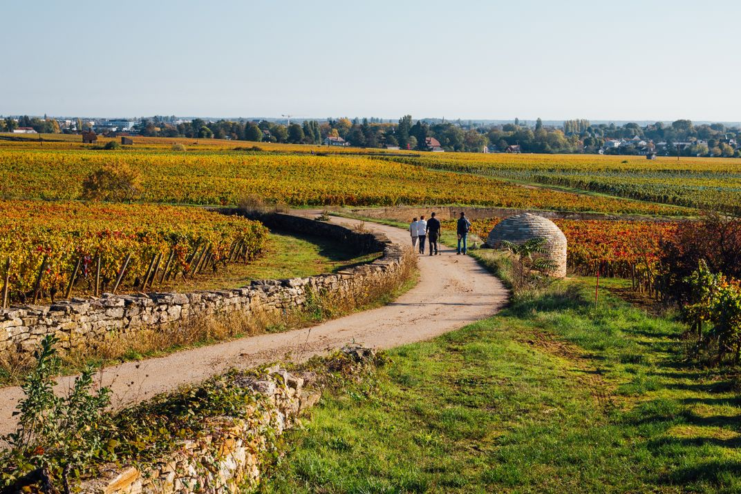 Walking Burgundy's vineyards in autumn