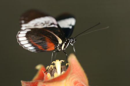 Heliconius cydno chioneus 
