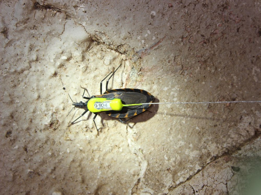 kissing bug radio telemetry