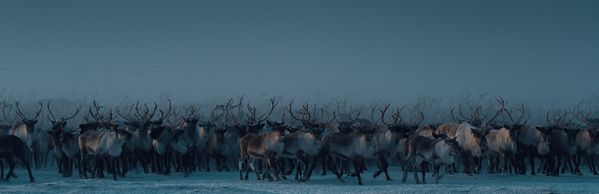 A herd of reindeer getting coralled on Nunivak Island thumbnail