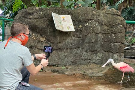 The National Zoo education team created an interactive, virtual field trip experience for 600 D.C. Public Schools kindergarteners to learn more about rainforest habitats, connecting to a children’s book they had read together. Here, the facilitator introduces students to a rainforest resident, the roseate spoonbill. (Smithsonian’s National Zoo)

