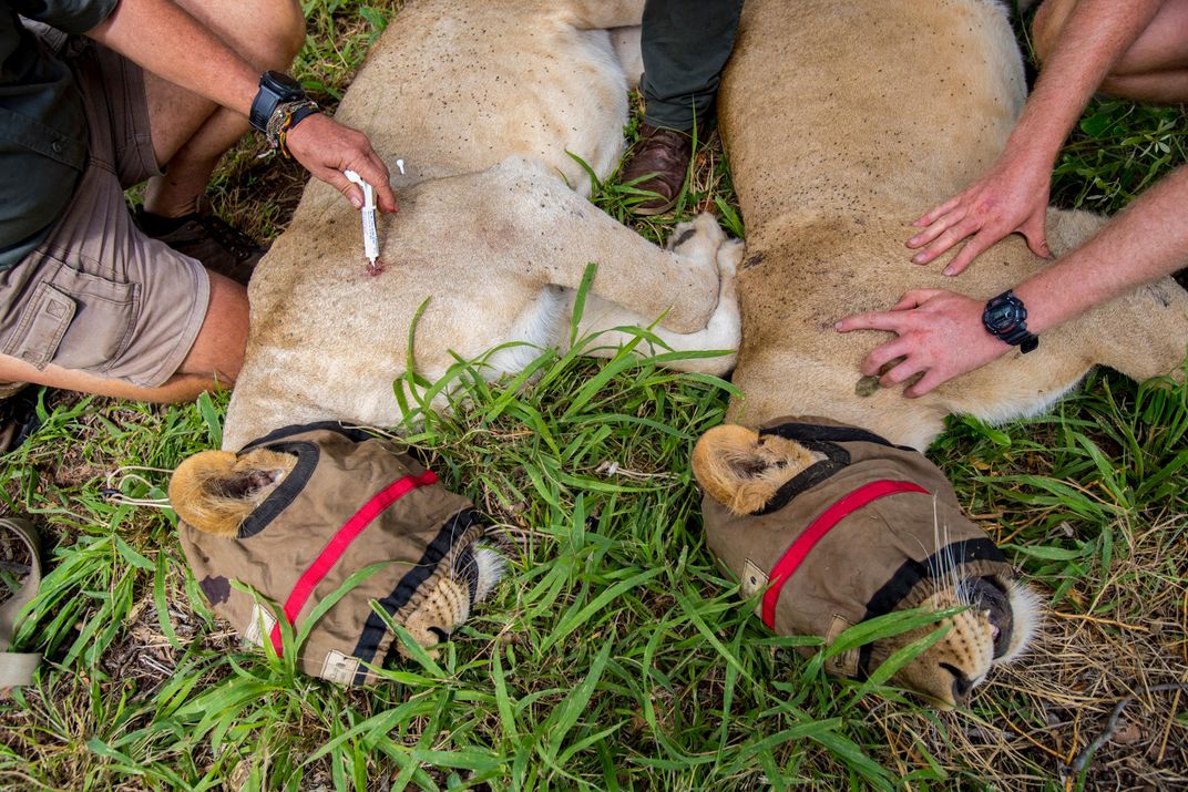 Lions Are Coming Back to Southern Malawi, Where They Haven't Been Seen for Decades