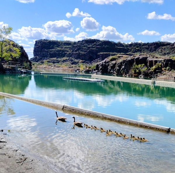 Two goose parents with too many gooslings thumbnail
