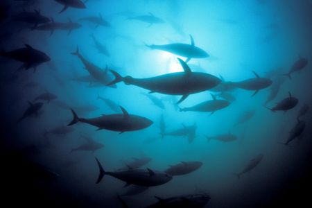 Pacific bluefin tuna populations have declined by up to 33 percent over the last 20 years. 