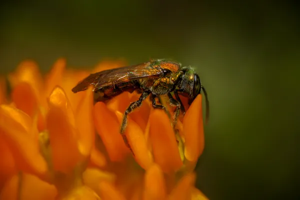 A golden-green sweat bee asleep on butterfly weed. thumbnail