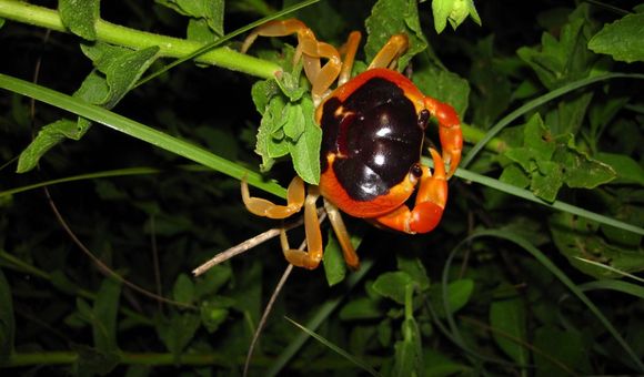 Halloween crabs are known for their orange and black pattern.