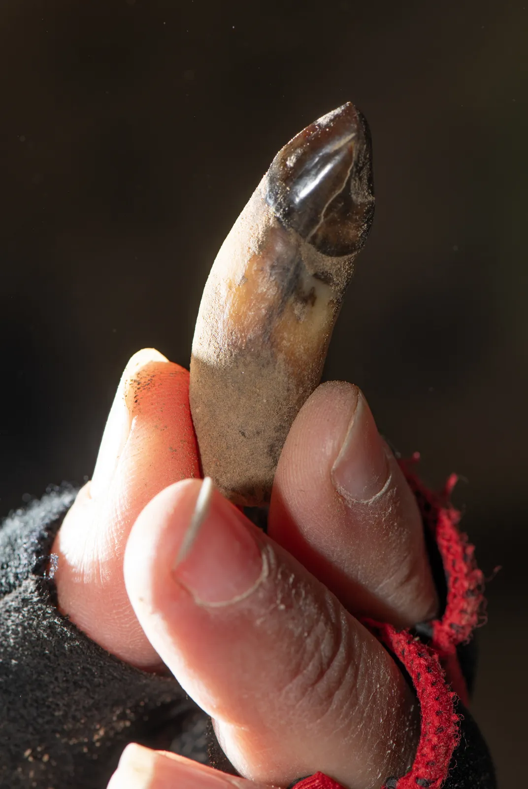 Julie Meachen holds a well-worn canine tooth from a Beringian wolf found during the 2024 expeditions