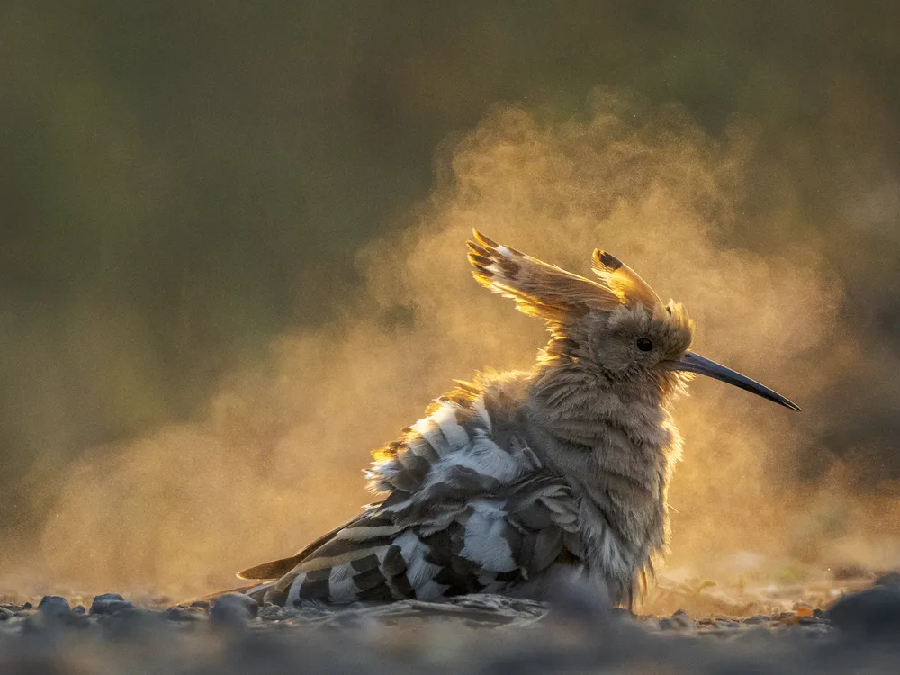 Golden dust | Smithsonian Photo Contest | Smithsonian Magazine