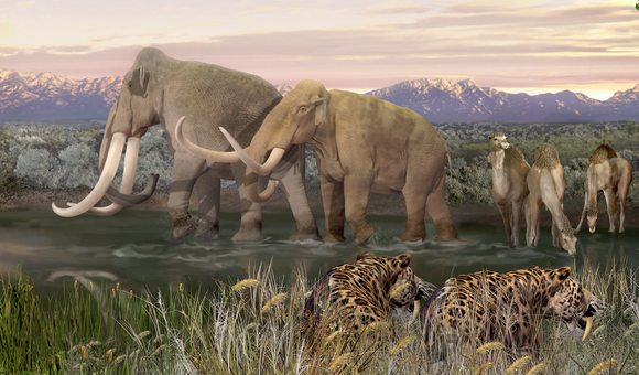 Elephant-like mammoth and mastodons trudge across a pond while a group of giant camels stop for a drink. In the background are snow-capped mountains. Crouching in the grassy foreground are a pair of sabertooth cats.
