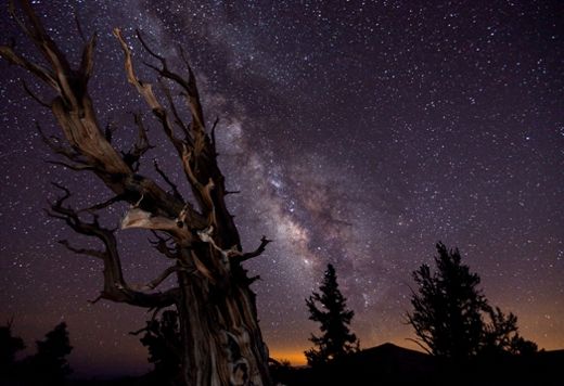 20110520102409Blazing-Bristlecone-Tom-Lowe524.jpg