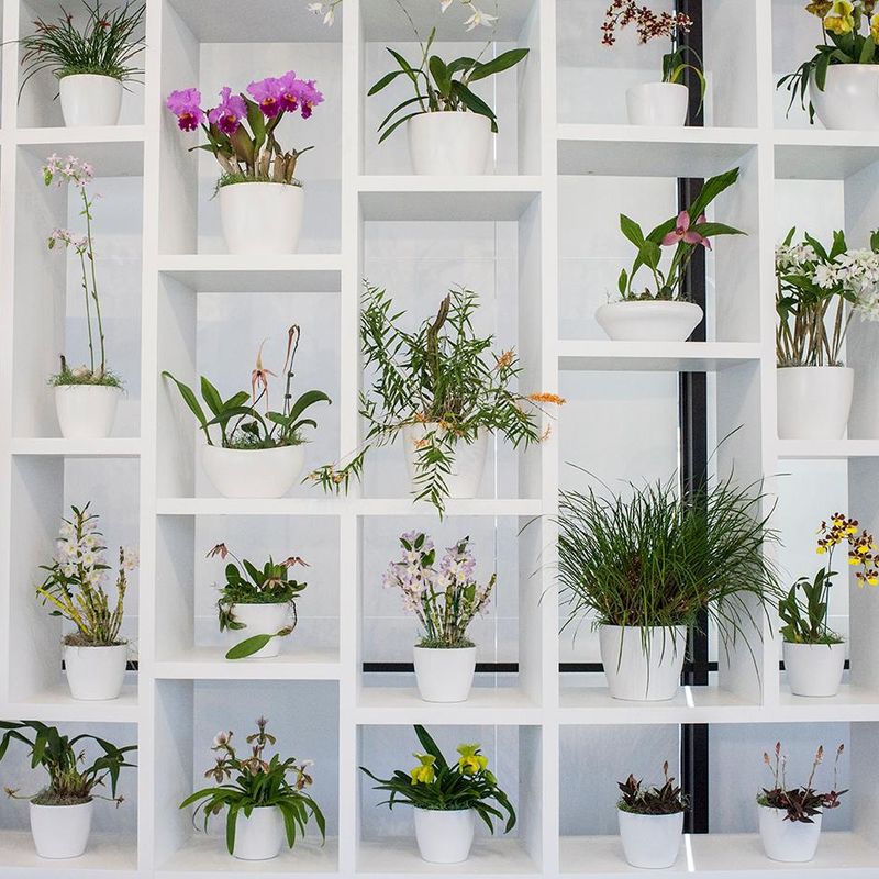 Why Orchids Belong in an Art Museum