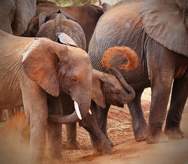 Elephants of Tarangire thumbnail