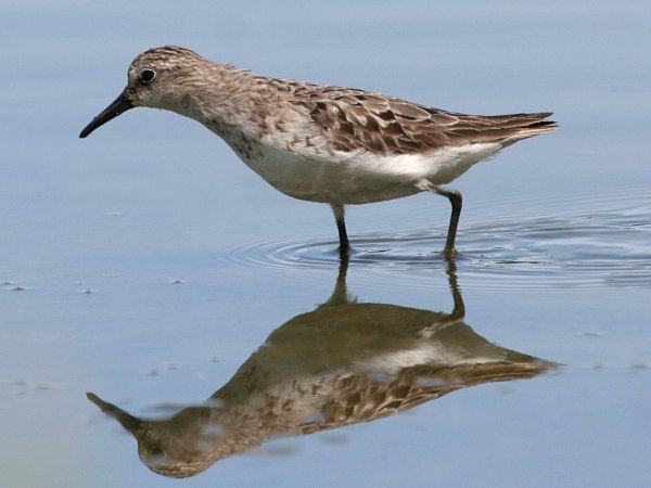 The skittish semipalmated sandpiper is always on the edge of a panic attack.