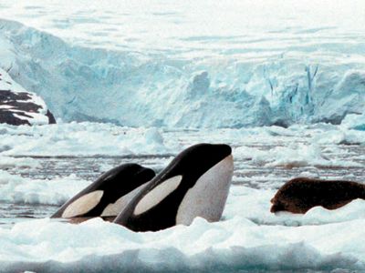 Orcas swim in ice floes.