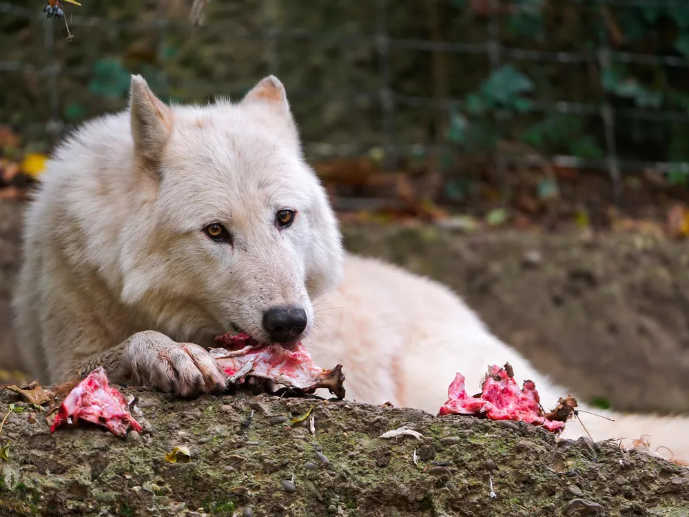 A white wolf sits on a mound of dirt while eating a piece of meat. It holds the bone down with one paw while looking straight at the camera. 
