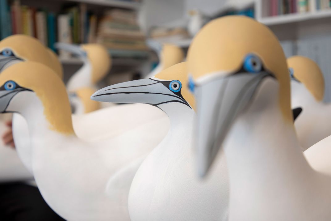 How 'Seabird Sue' Blends Art and Science to Attract Birds Back to Lost Habitat