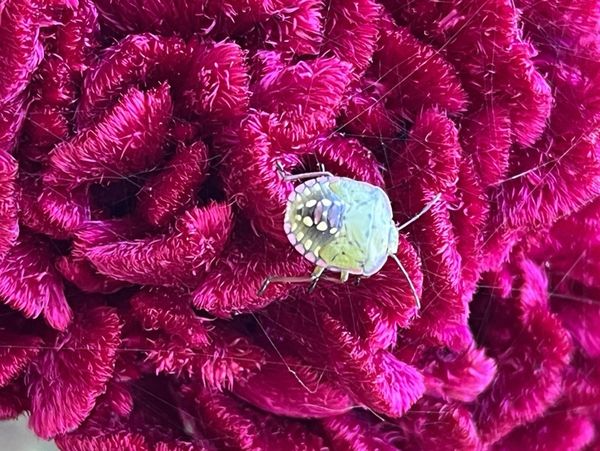 Garden meditation on green beetle thumbnail