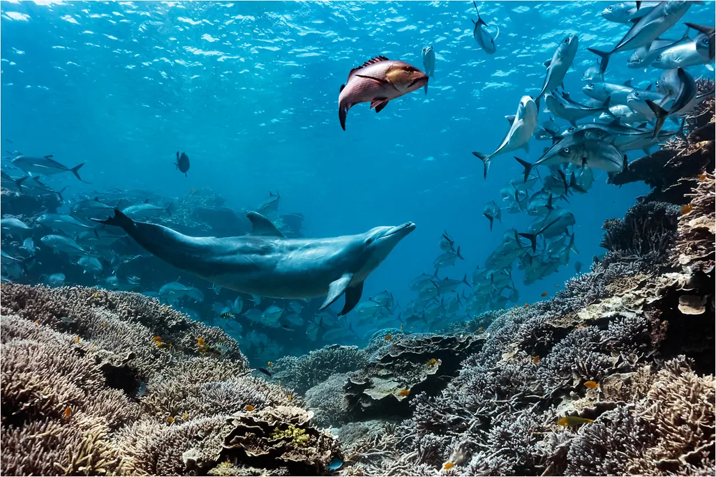 A dolphin swimming among some fish