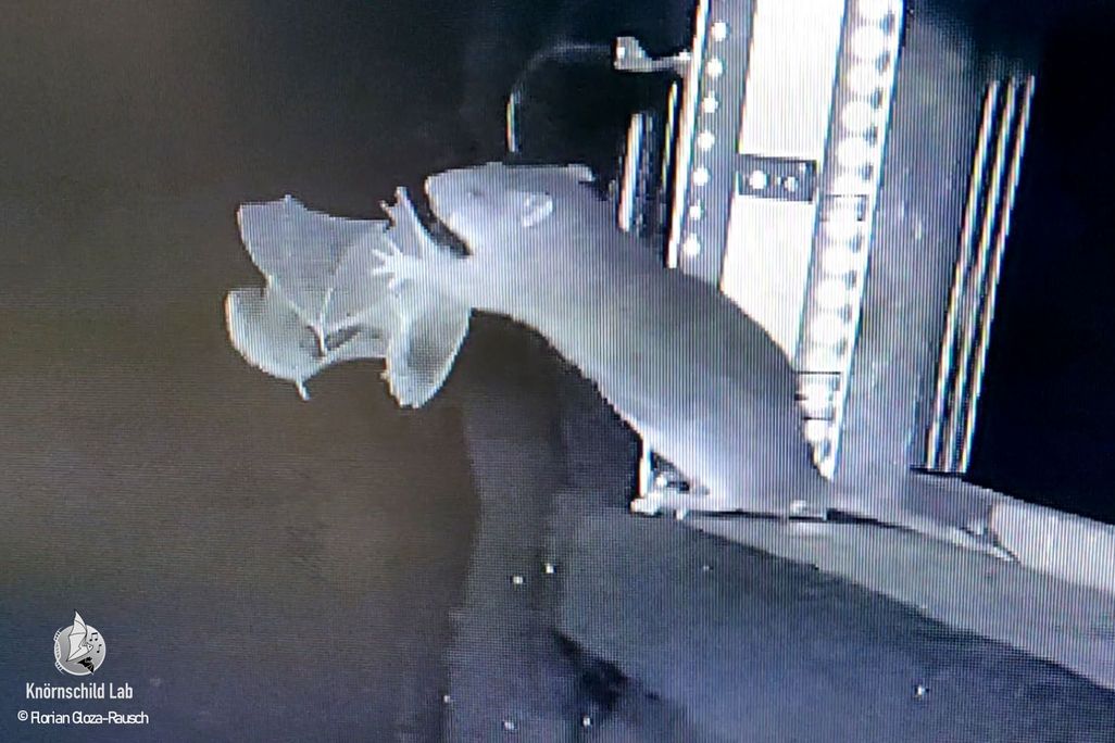 Black and white photo showing a rat grabbing a bat out of the air