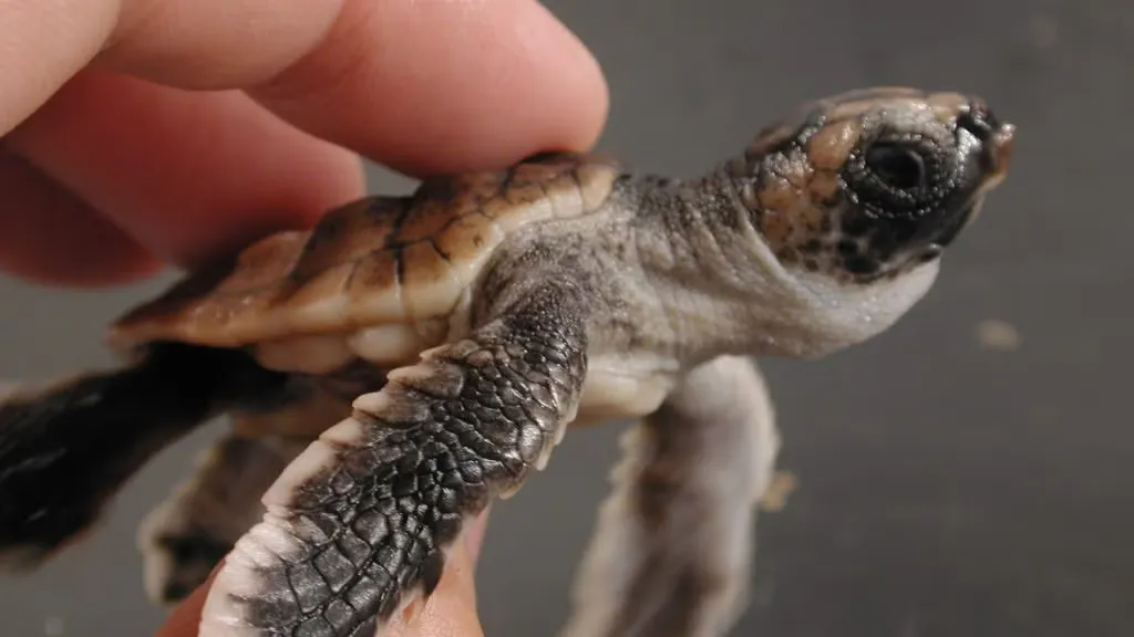 Close-up of a baby turtle in a human hand