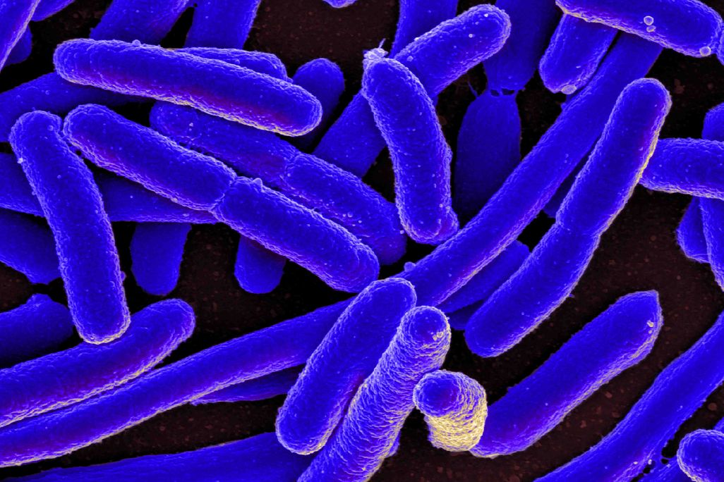 Dark blue elongated ovals