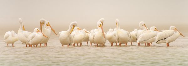 White Pelicans Preening During Morning Fog At Fort DeSoto Park thumbnail