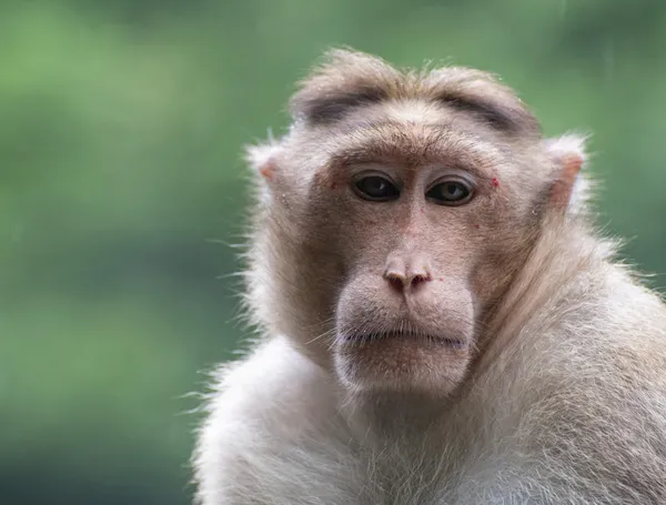 Bonnet Macaque (Macaca radiata) at Marleshwar Temple, India thumbnail